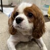 人懐っこく甘えん坊さんの男の子 サムネイル4