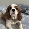 人懐っこく甘えん坊さんの男の子 サムネイル5