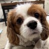 人懐っこく甘えん坊さんの男の子 サムネイル7