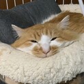 懐っこい長毛猫・ちいちゃん