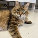 ふわふわ　イケニャン　ルークス君