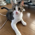 サンくん　オス　1歳4ヶ月　長く決まっていません、