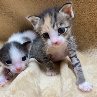 スモールレディ爆誕！キジ三毛の♡プリンセス ♡