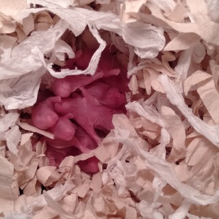 長毛ハムスター