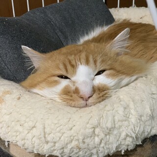 [質問、写真一部変更]懐っこい長毛猫・ちいちゃん