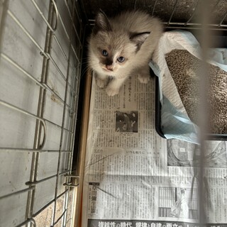 生後1ヶ月　シャムミックスの女の子