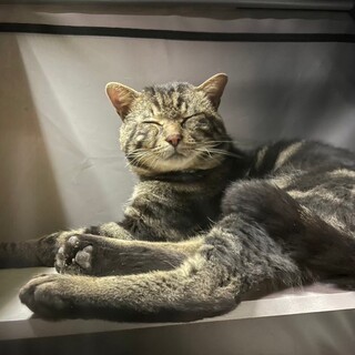 【被災地より】カフェデビューで開眼したトラジくん