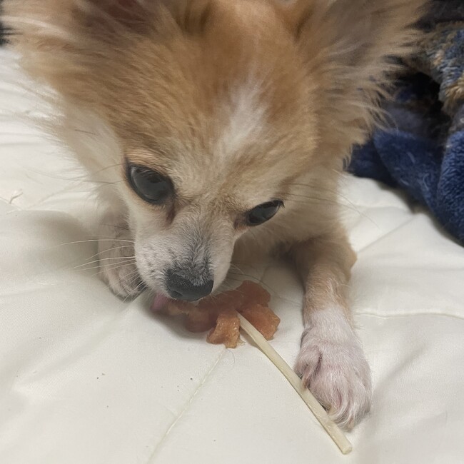 帆立貝柱のカバー写真