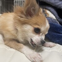 ラスク