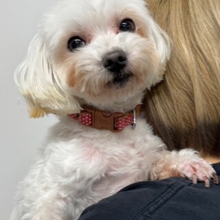 みかんちゃん(マルチーズの女の子)