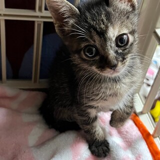 【目の周りの毛色は薄め】ウルウル目のいなば