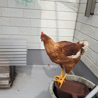 にわとり4羽（元気いっぱいです）