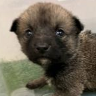 譲渡されました。