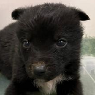 譲渡されました！