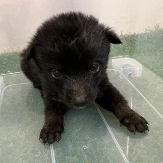 譲渡されました！