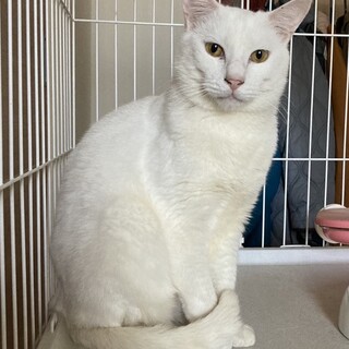 美しい白猫男子　玉三郎
