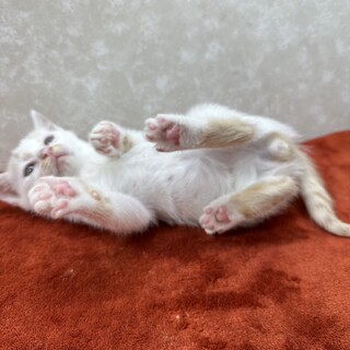 天真爛漫な甘ったれ兄弟！初心者向き❤慎之介