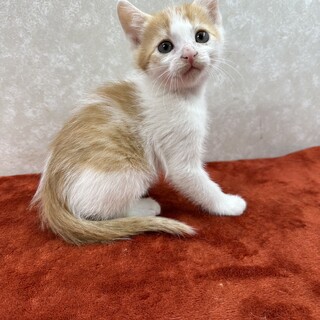 天真爛漫な甘ったれ兄弟！抱っこおねだり❤龍之介