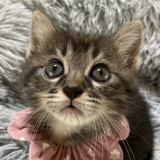 生後6週、おかきと一緒に迎えてね♡