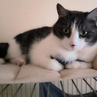 胡弓、里親さま決定！ありがとうございました♥️