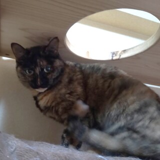 私は古琴（こきん）よ！