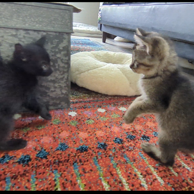 ふみやin岡山のカバー写真