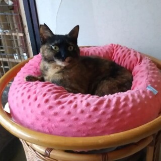 琴、里親さま決定！ありがとうございました♥️