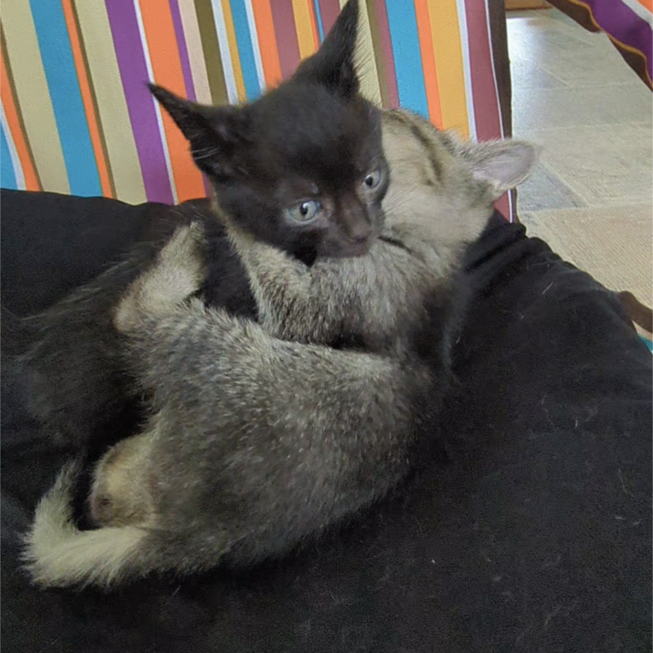 子猫のカバー写真