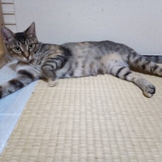 二胡、里親さま決定！ありがとうございました♥️