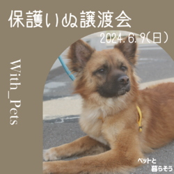 保護いぬ譲渡会