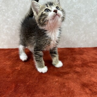 めんこい3兄弟初参加！人が大好き❤のらり