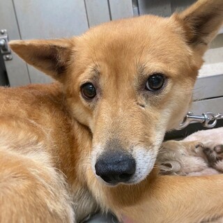 優しいお顔の　モロちゃん　1歳