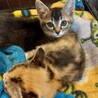 三毛猫とキジトラの姉妹 サムネイル3