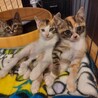 三毛猫とキジトラの姉妹 サムネイル5