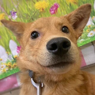 【相談中】人馴れ進行中！　さんすけくん　5ヶ月