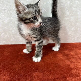 めんこい3兄弟初参加！何でもオモチャにする❤くらり