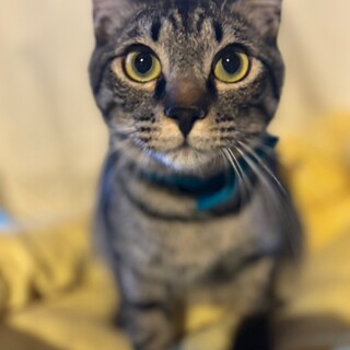 ボブテイルのボブくん♡