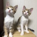 美猫！キジ三毛姉妹 みーとけー 2ヶ月 甘え上手