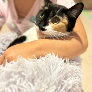 おっとりなミケお姫さま♡モナコちゃん