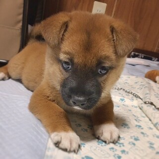 【相談中】かわいい子犬　金太郎くん　2ヶ月