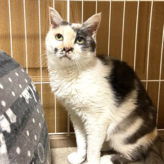 ぷっくり顔のみけちゃん