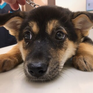 かわいい子犬　セイロンちゃん　2ヶ月