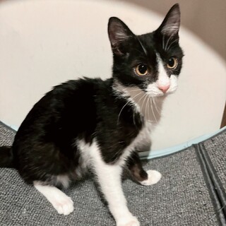 お膝大好きゴロすり♡きゅーちゃん