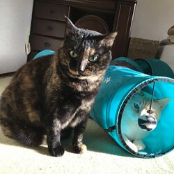 「おうち記念日」サムネイル2