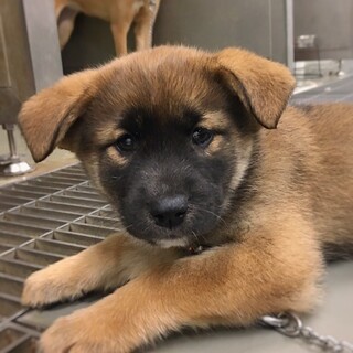 かわいい子犬　グレイちゃん　2ヶ月