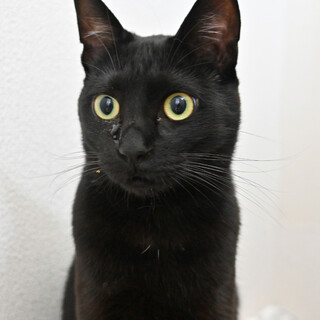 ガナッシュ：自由奔放！好奇心旺盛！