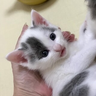 くりくりお目目の可愛いダイゴくん