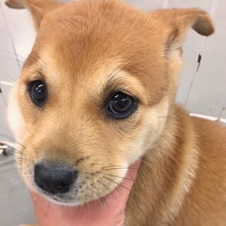 かわいい子犬　しんしんくん　1ヶ月半