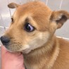 かわいい子犬　しんしんくん　1ヶ月半 サムネイル2