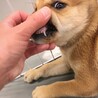 かわいい子犬　しんしんくん　1ヶ月半 サムネイル3